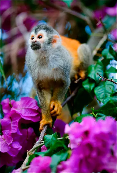 monkey-in-flowers