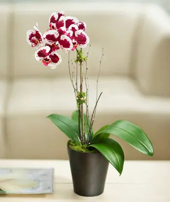 national flowers with Orchid for Singapore