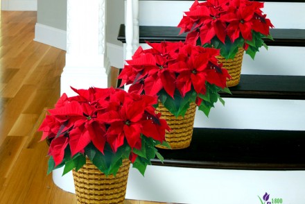Top 10 Poinsettia Facts