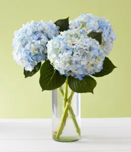 blue hydrangeas