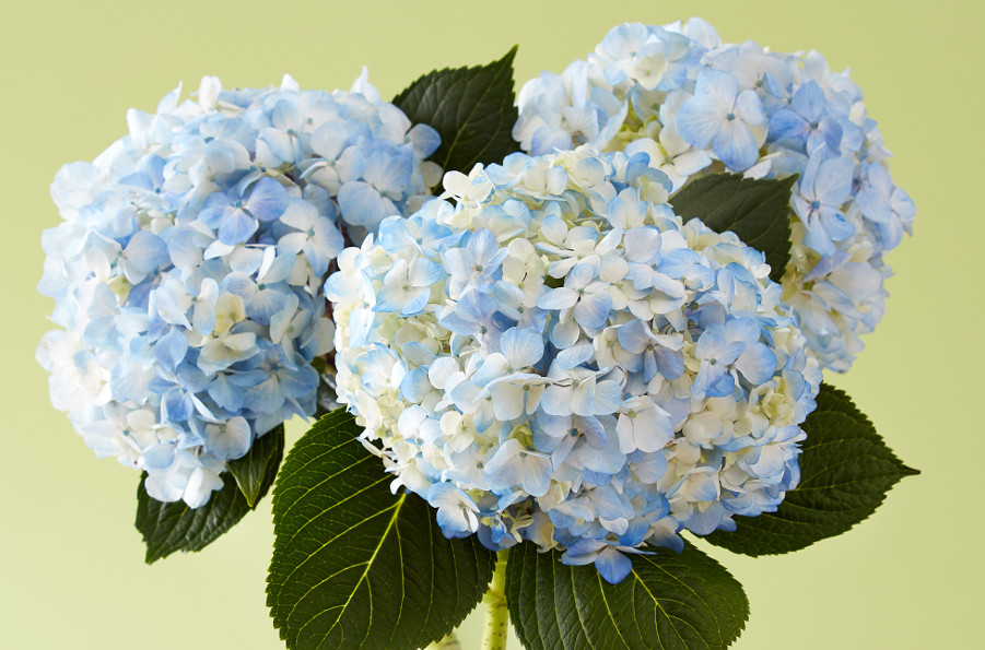 Blue flowers, like the hydrangeas pictured here, often mean tranquility and peace.