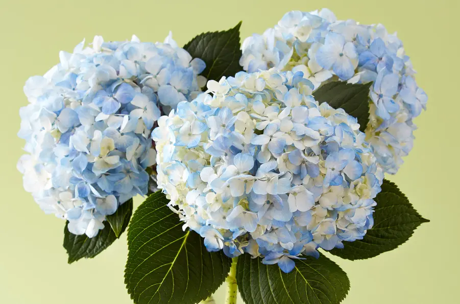 poisonous flowers with Blue Hydrangea