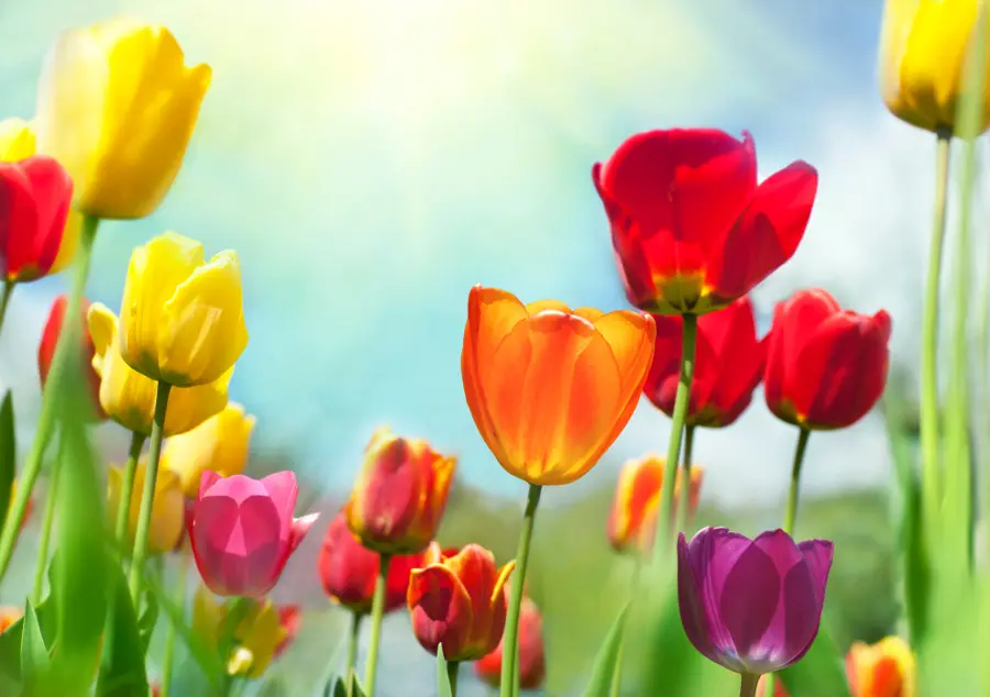 exotic flowers with Multicolored yellow orange red and purple tulips