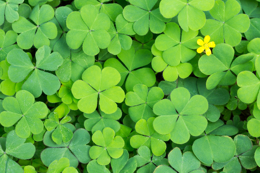 four leaf clover with field of four leaf clovers