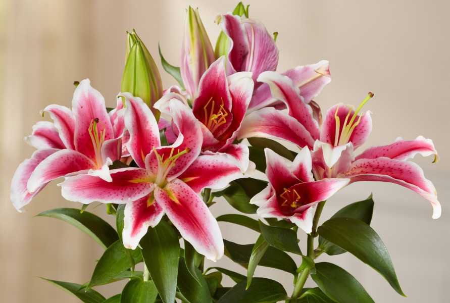 Pink & White Lilies Close-up