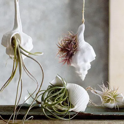 Unique Seashell Vase with Succulent Plants