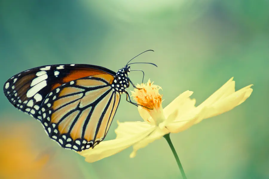 Floral Garden Butterflies Bouquet