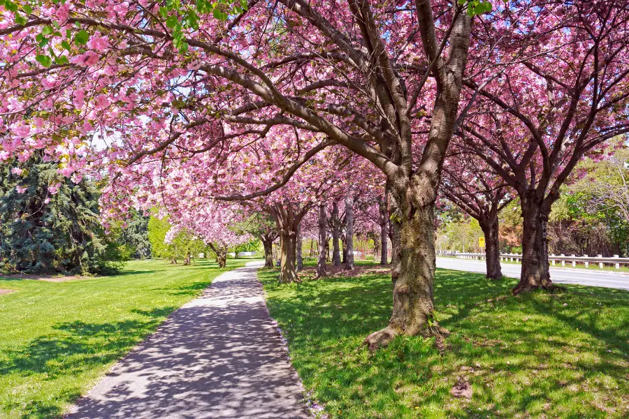 Blossoming cherry trees along foot path