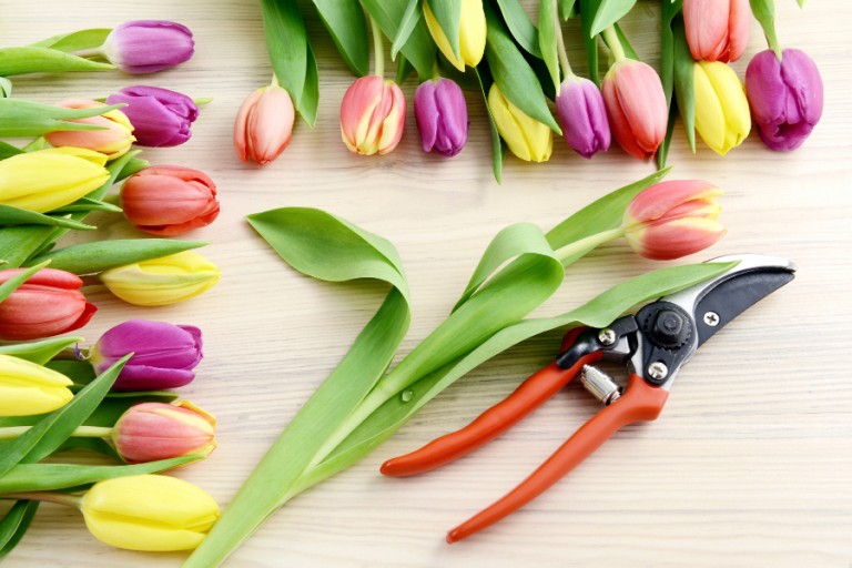 Planting Tulip Bulbs When to Plant Tulip Bulbs Petal Talk