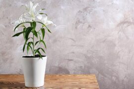 How to care for an Easter Lily Plant Indoors and Outdoors