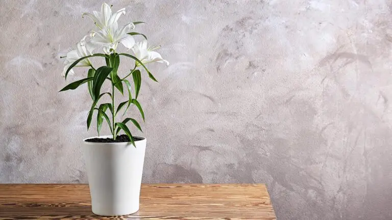 How to care for an Easter Lily Plant Indoors and Outdoors