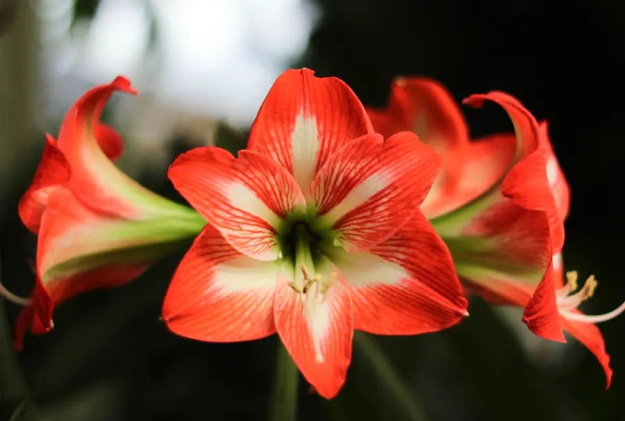 exotic flowers with Red hippeastrum flower