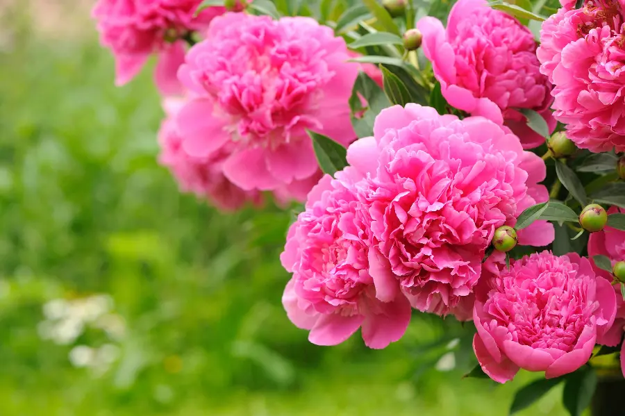 facts about peonies with pink peonies