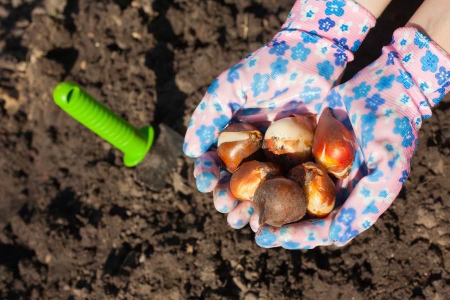 Planting Tulip Bulbs When to Plant Tulip Bulbs Petal Talk