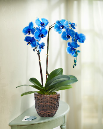 Blue Orchid Plant