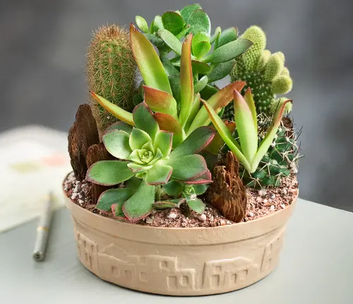 light for houseplants with cactus dish garden succulents