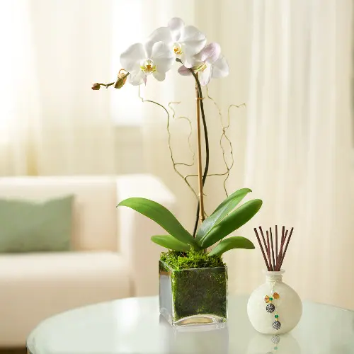 light for houseplants with elegant orchid
