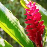 exotic flowers with ginger