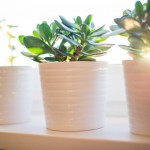 light for houseplants with plants in full sun