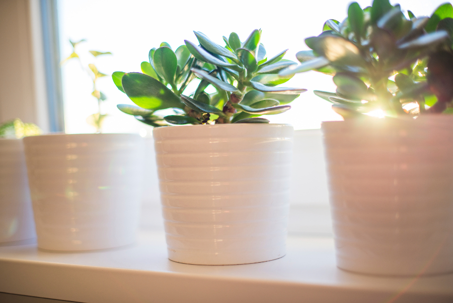 The Best Houseplants for Different Amounts of Light