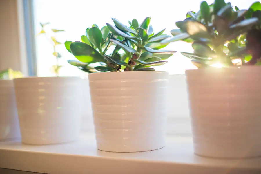 light for houseplants with plants in full sun