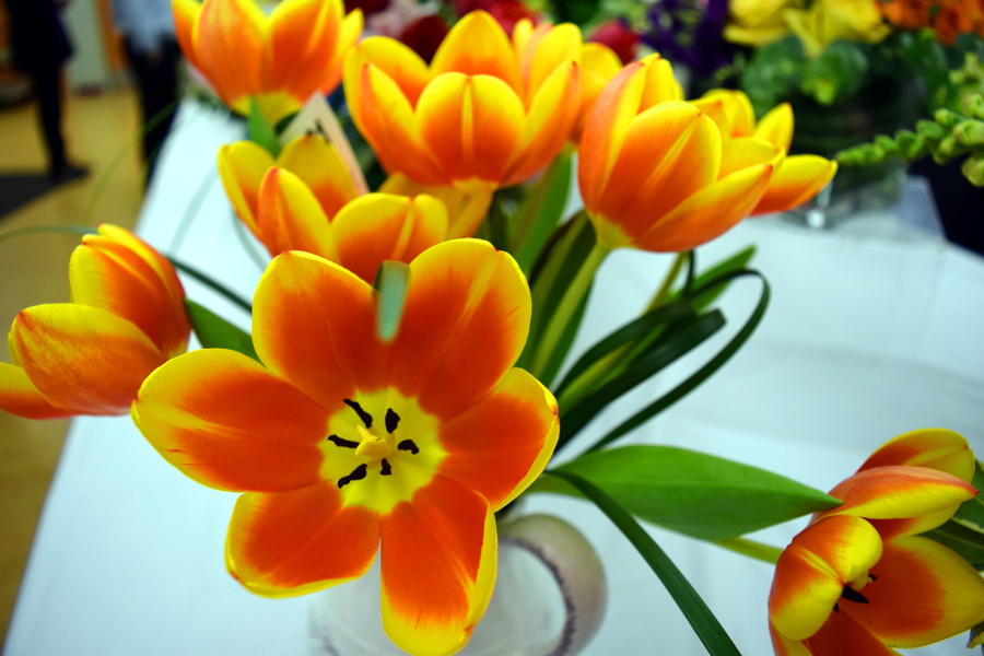 yellow-orange-tulips