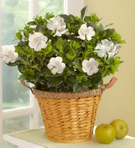 gardenia with gardenia plants in a basket