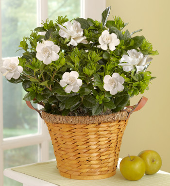 gardenia-plant-in-basket