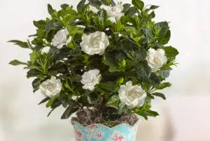 gardenia with graceful gardenia plant