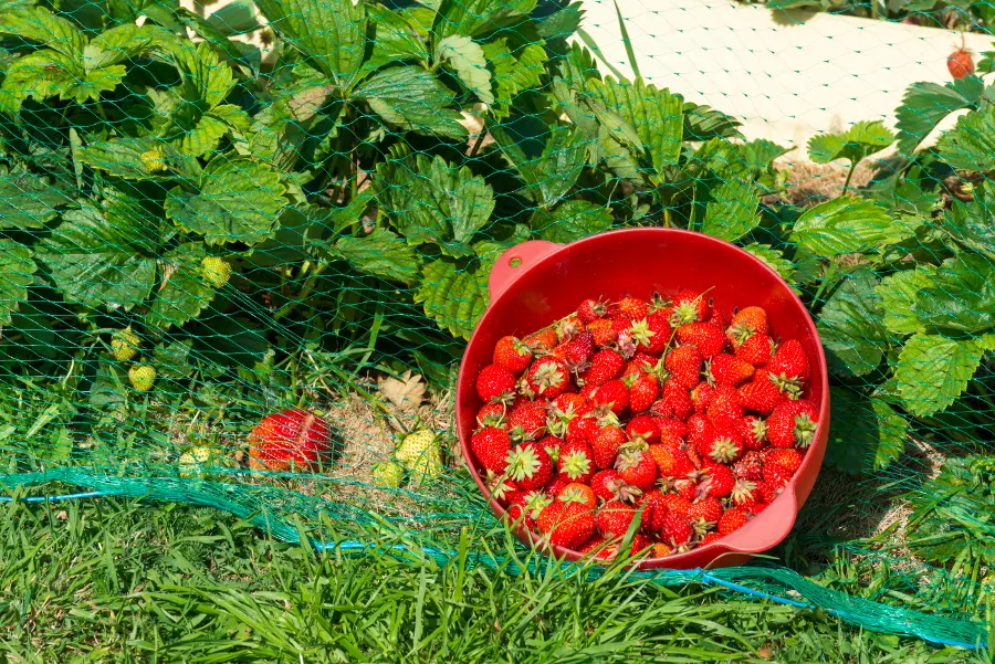 Net covering garden with bowl of strawberries
