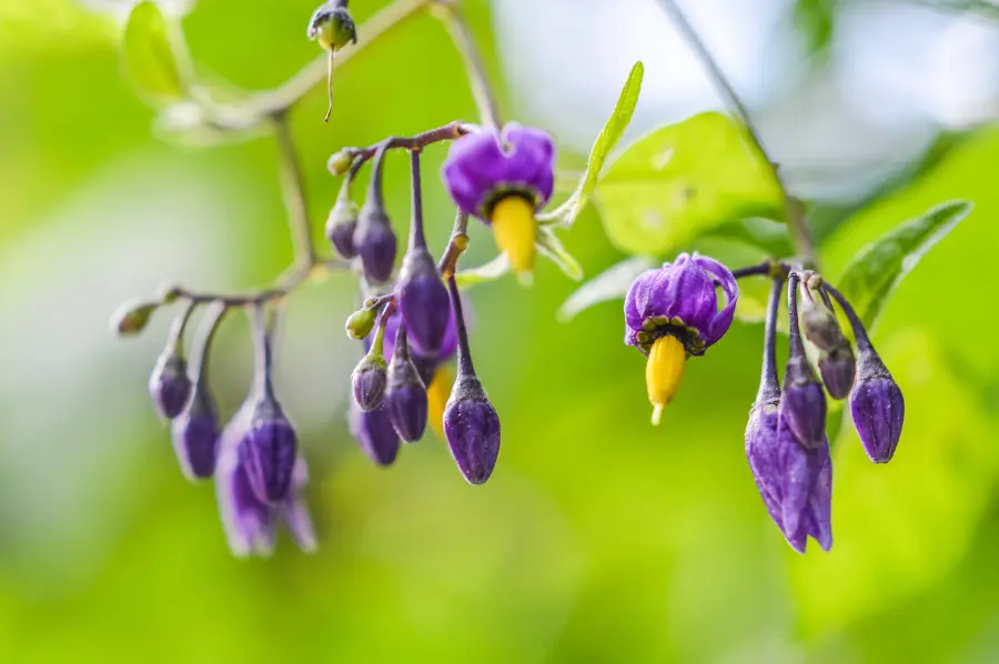Nightshade Poisonous Plant Purple and yellow flowers