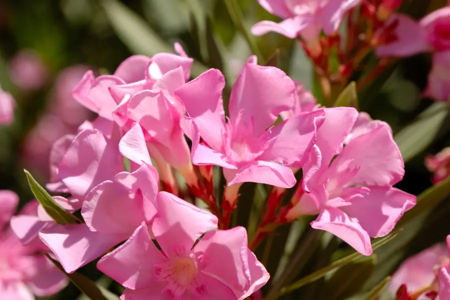 Oleander Poisonous Plant with Pink Flowers