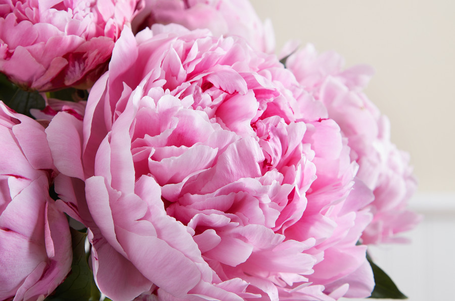 flower color meaning with pink peony