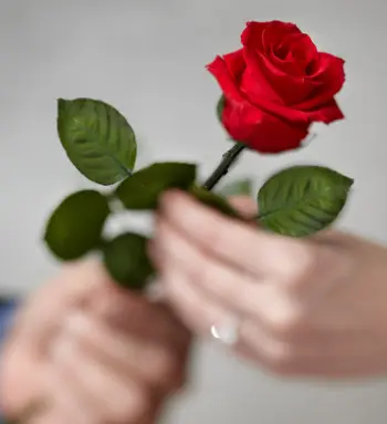 flowers in movies with Single Long-Stem Infinite Rose
