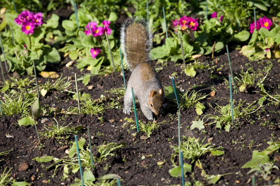 Squirrel Digging in Garden