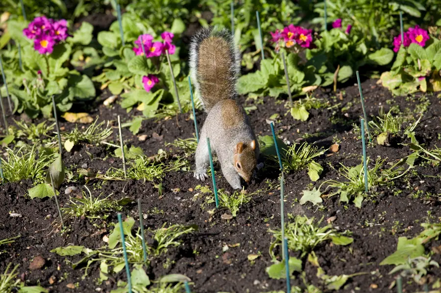 How to Keep Animals Out of Your Garden