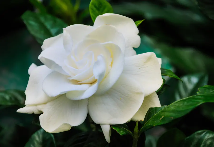 plants good for bedroom with white gardenia flower