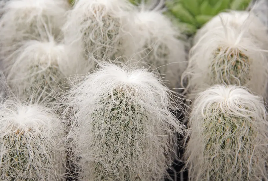 fuzzy flowers with Old Man Cactus