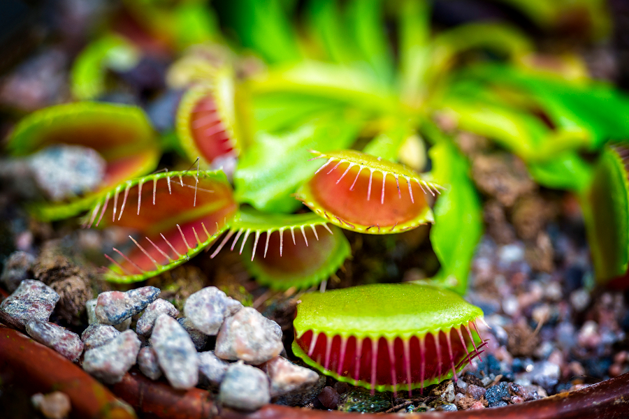 Carnivorous Plants- Venus Fly Trap