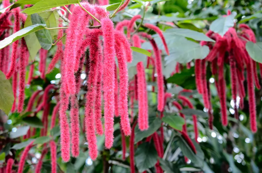 fuzzy flowers with Chenille plant, flowers of Acalypha hispida