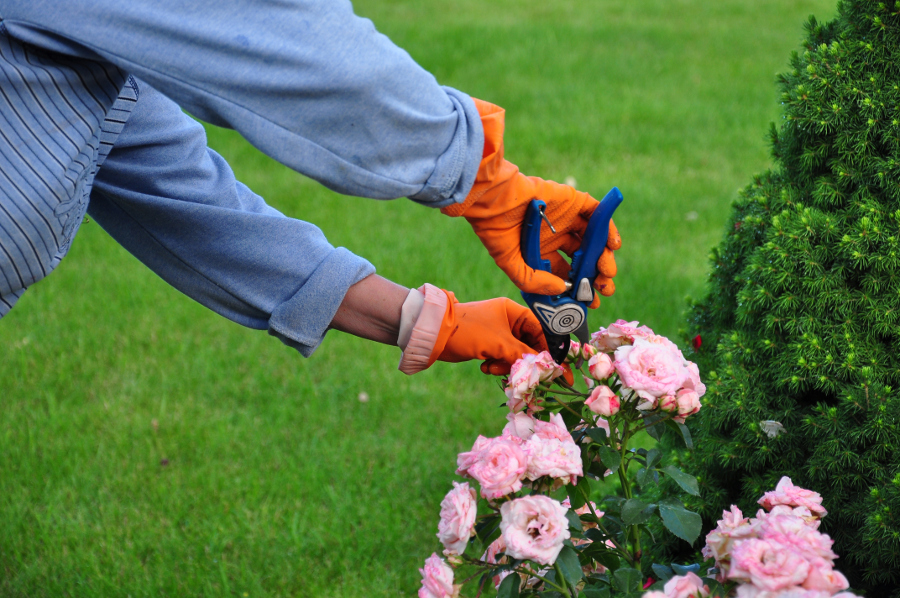 a photo of rose garden care: pruning a rose bush