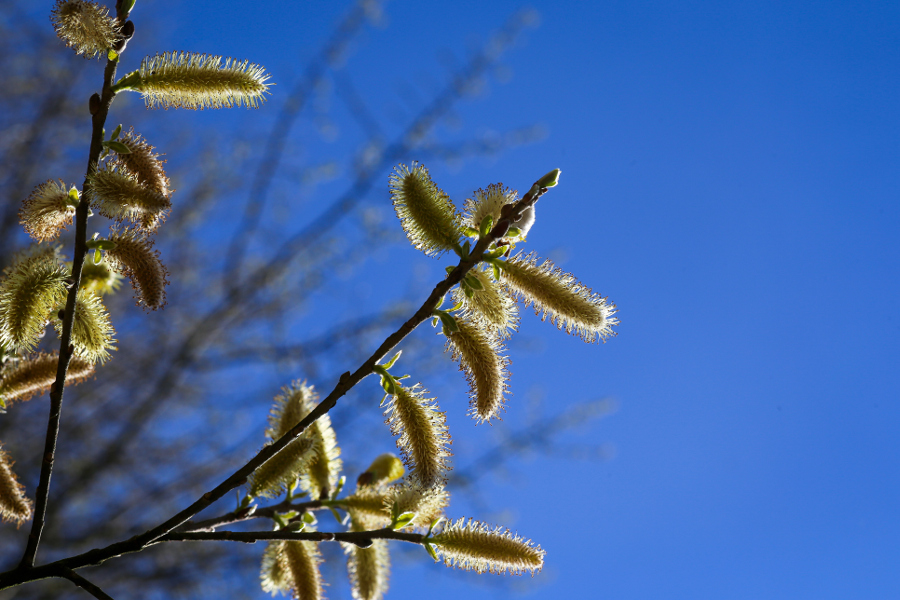 Beautiful pussy willow flowers branches on wind, blue sunny sky background