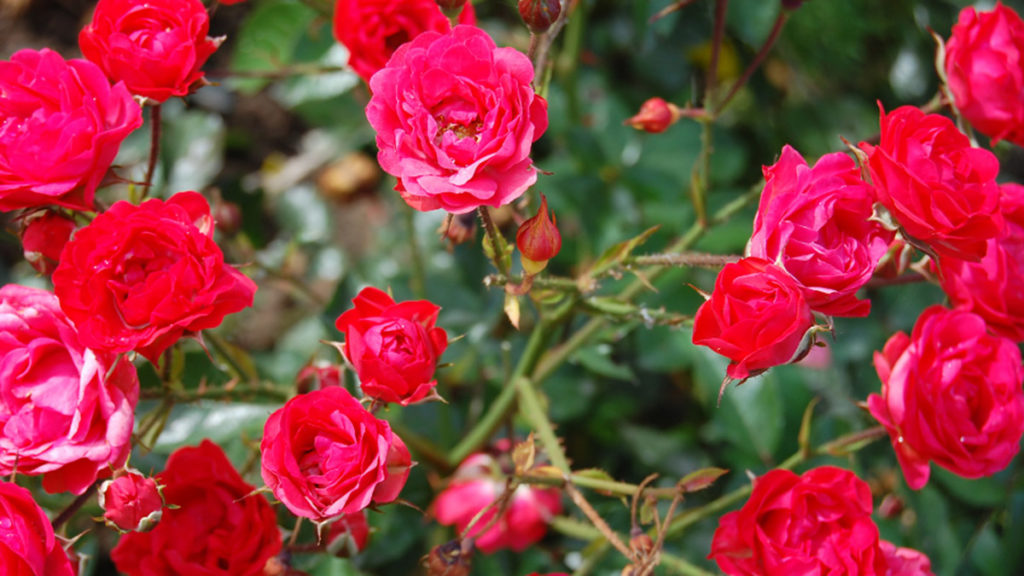 a photo of a rose garden