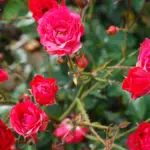 a photo of a rose garden