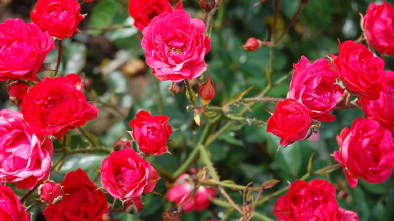 Rose Garden Care & Tips