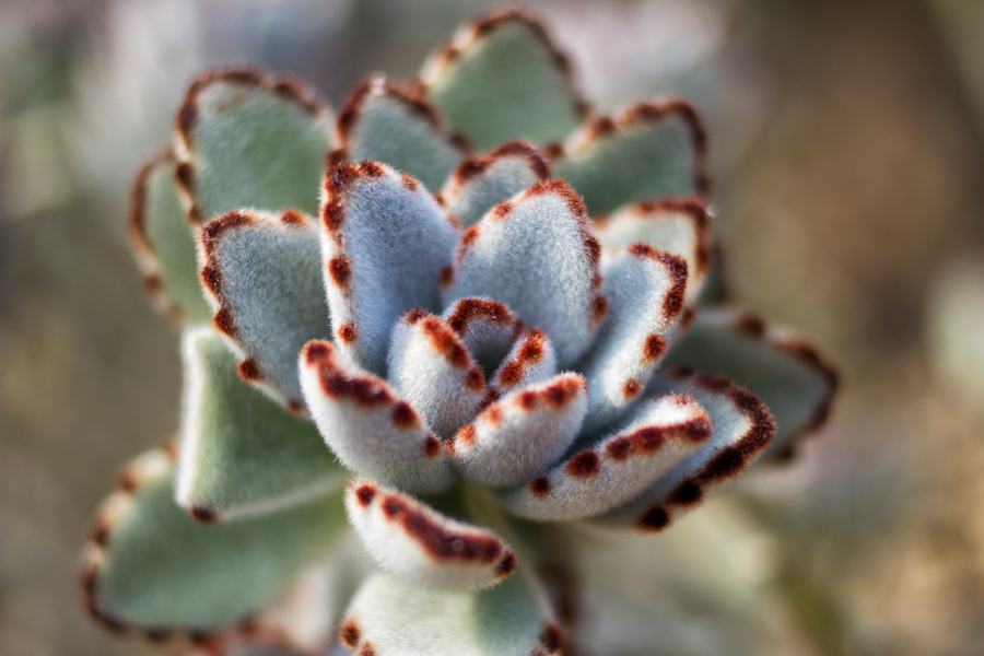 fuzzy flowers with White Panda Plant