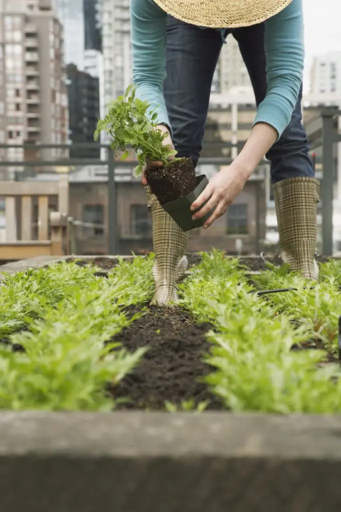 Rooftop Garden