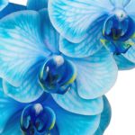 Blue Orchid