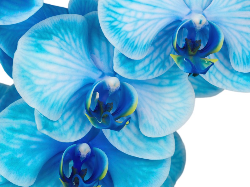 How Are Colored Orchids Made?