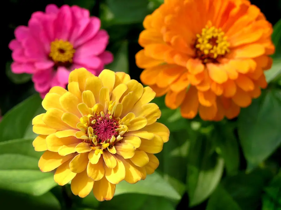 flowers that attract butterflies with zinnias